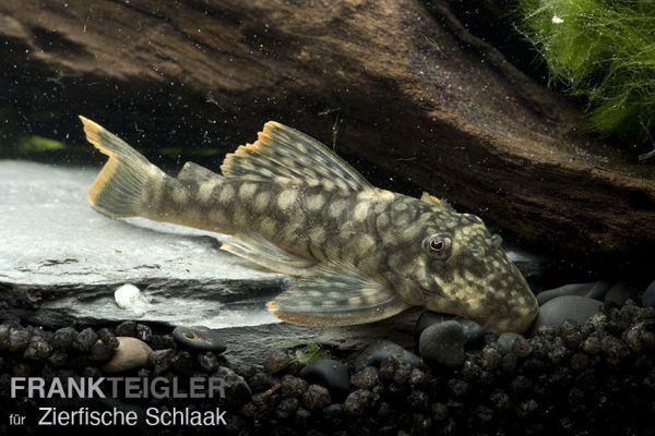 L 106 Orinoko-Guyanaharnischwels / Guyanancistrus guahiborum